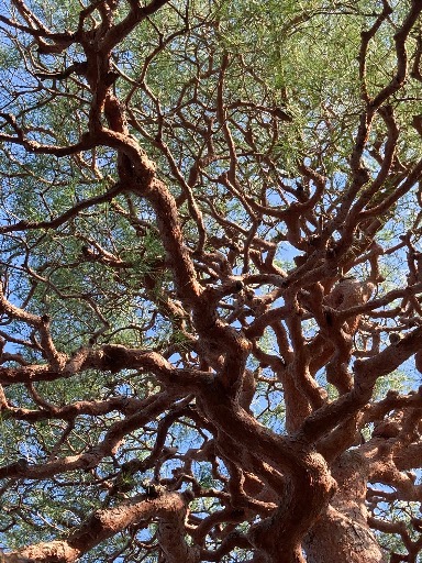 木々に合わせた最適な管理